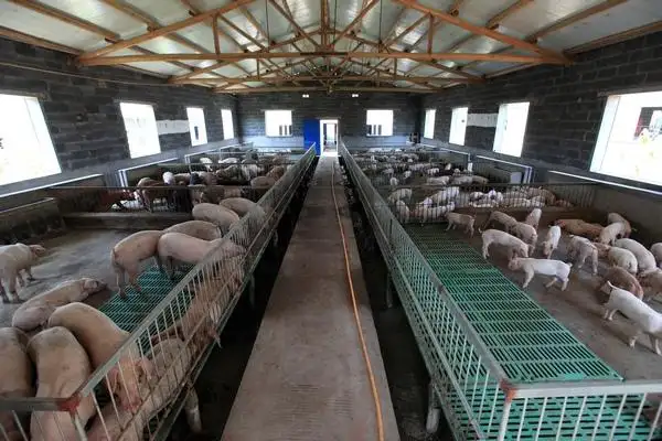 畜禽養殖惡臭氣體是什么